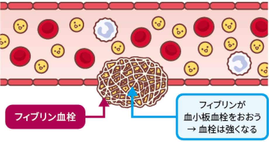 止血のしくみ：一次止血と二次止血(3)