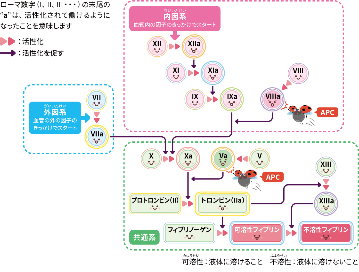 二次止血のしくみと活性化プロテインC