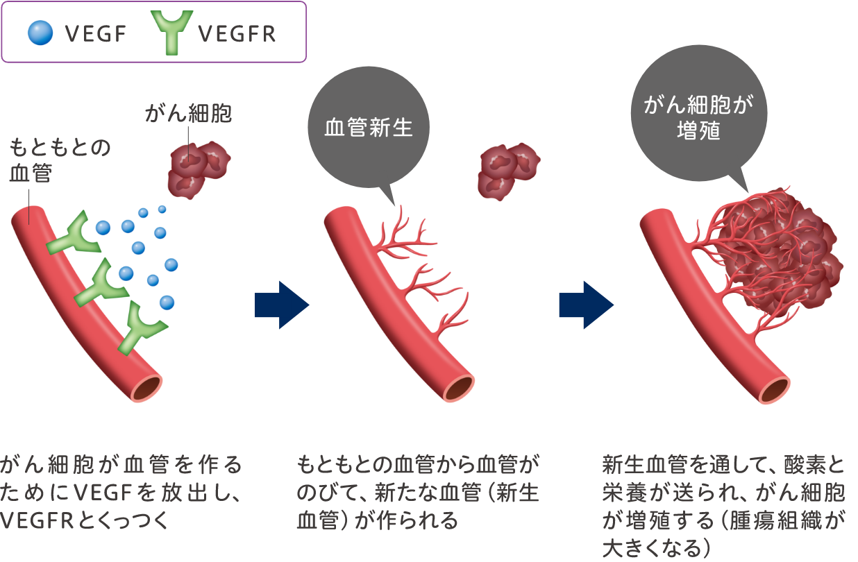 がん細胞の増殖に必要な血管新生のしくみ。VEGFとVEGFRがくっつくことで新生血管が作られ、がん細胞が増殖する。