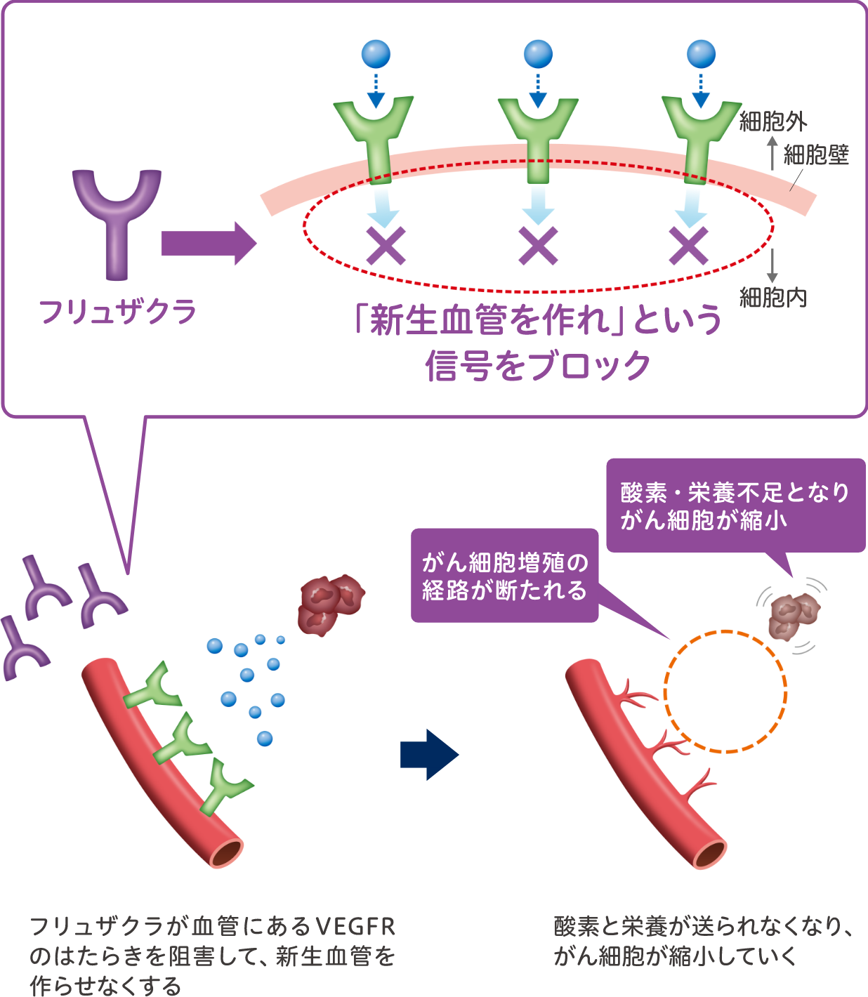 フリュザクラが血管のVEGFRのはたらきを阻害して、新生血管を作らせなくする