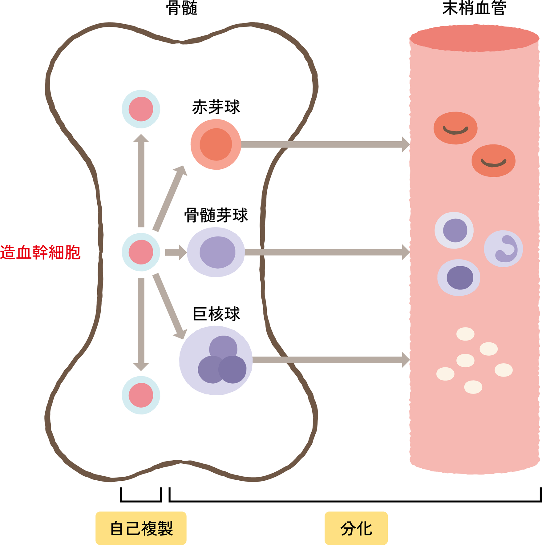 図1. 造血のしくみと白血球・赤血球・血小板の機能