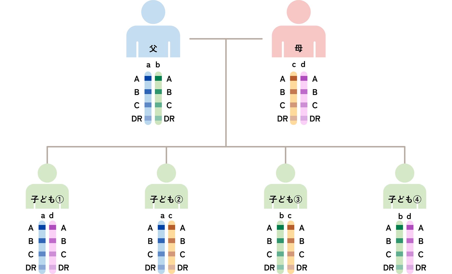 図. 血縁者間のHLA