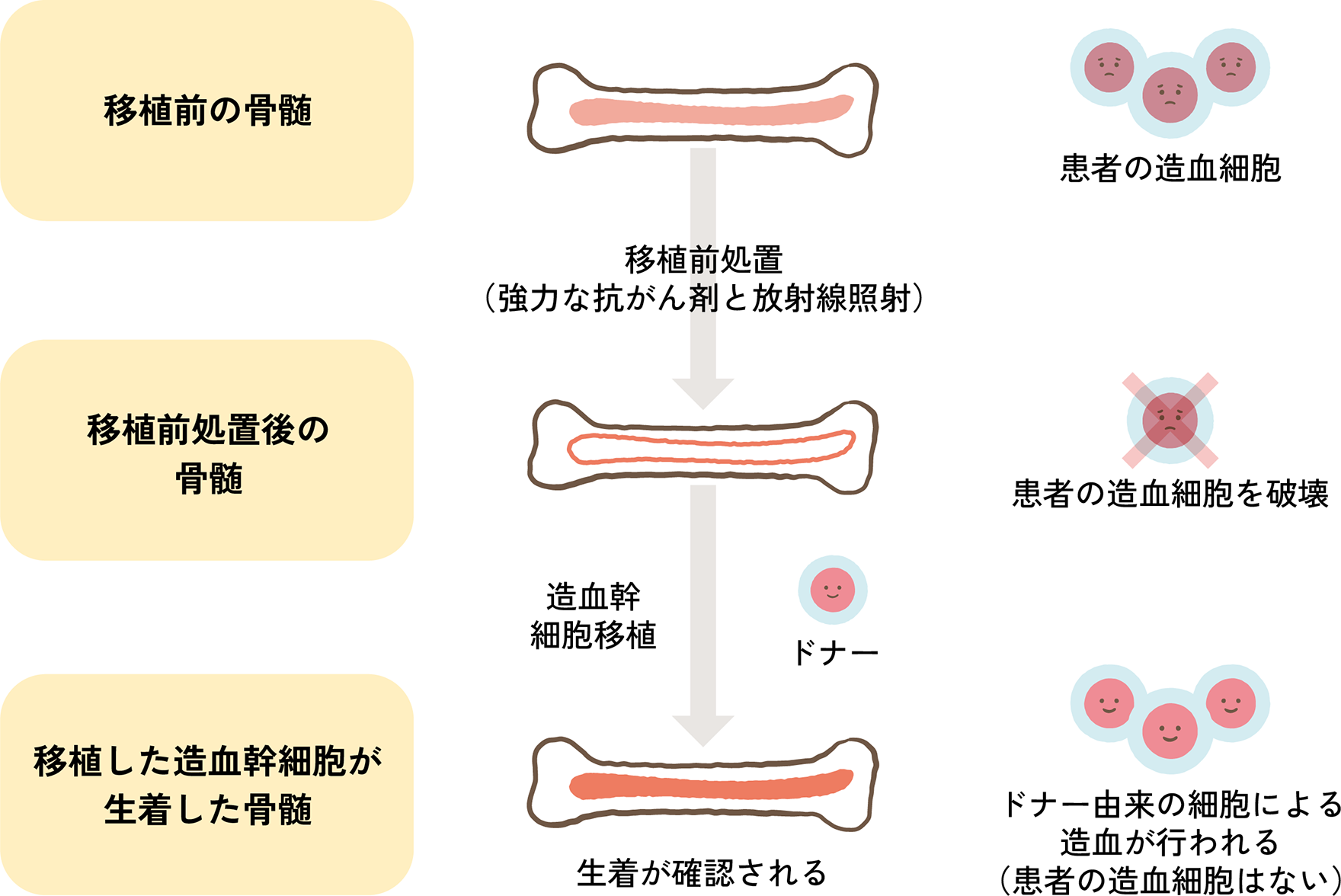 図1. 造血幹細胞移植前〜生着までの骨髄の状態