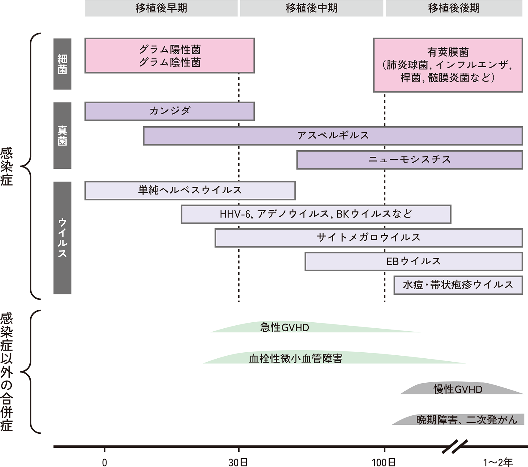 図. 造血幹細胞移植後の感染症をはじめとする合併症の発症時期