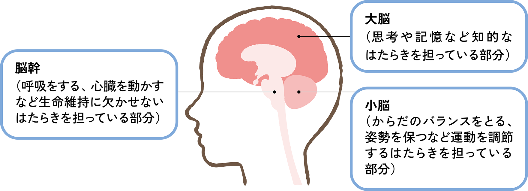 図1. 脳の部分と主な機能