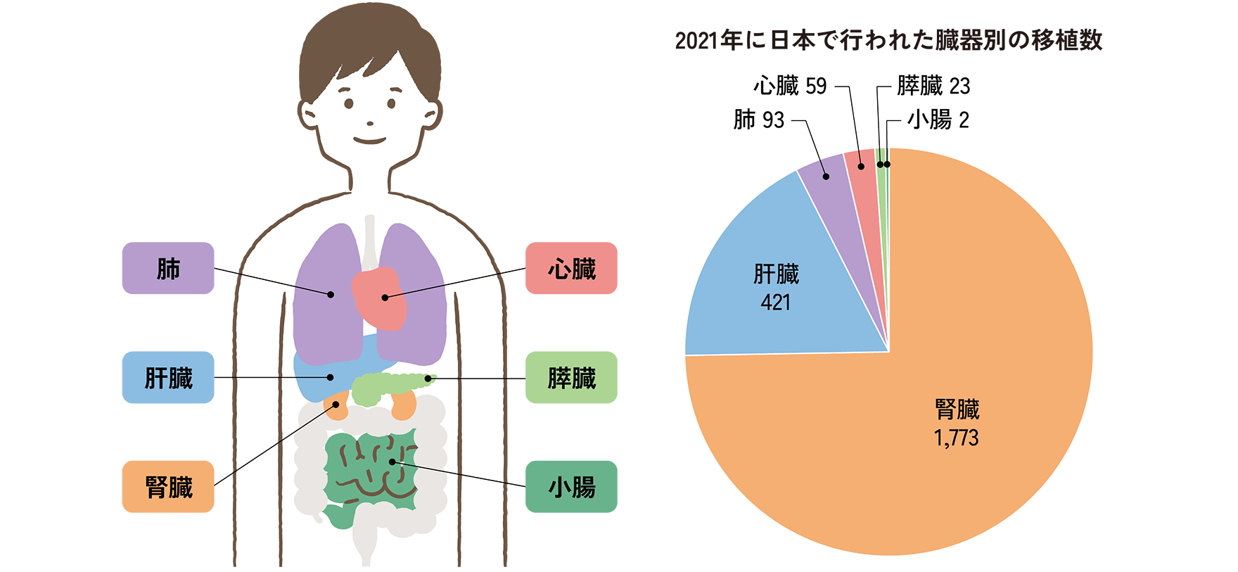 図. 臓器移植の対象となる臓器と移植数