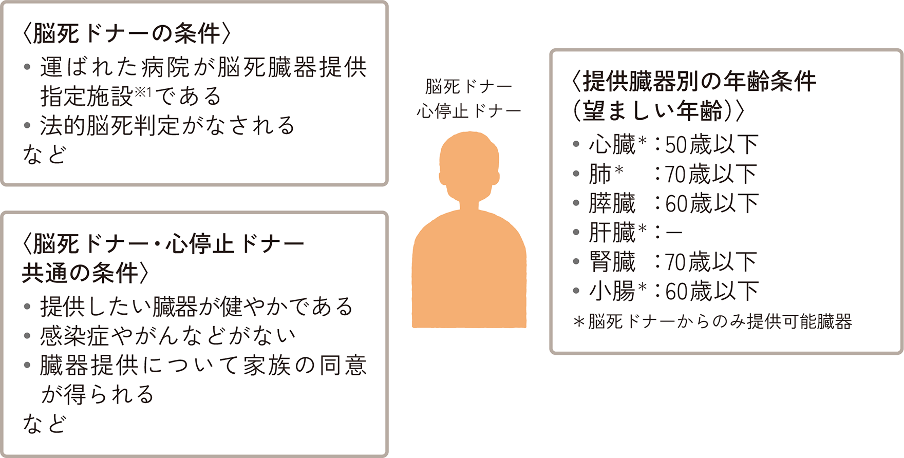 脳死ドナー・心停止ドナーとして臓器を提供する場合の年齢条件