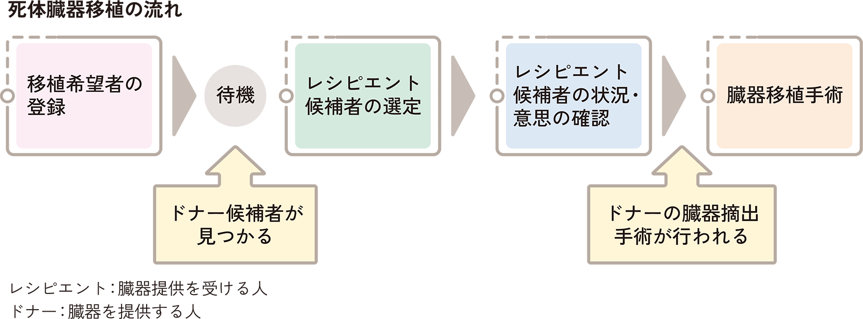 死体臓器移植の流れ