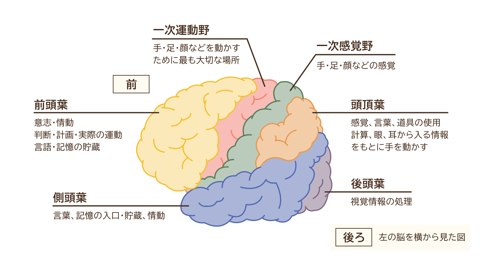 図　大脳の構造と働き