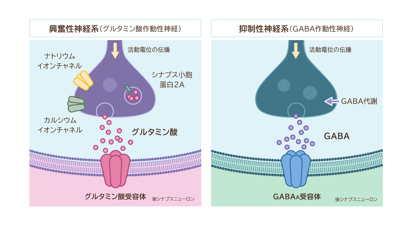 主な抗てんかん発作薬の作用点